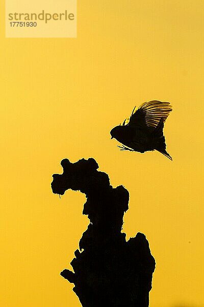 Europäisches Rotkehlchen (Erithacus rubecula) adult  im Flug  Landung auf Stumpf  Silhouette bei Sonnenuntergang  Sussex  England  Mai