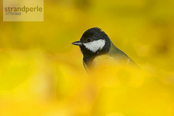 Kohlmeise (Parus major) Erwachsener  inmitten gefallener Blätter stehend  Suffolk  England  November