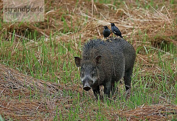 Javan Myna (Acridotheres javanicus) zwei Erwachsene  auf der Jagd nach Parasiten auf dem Rücken eines erwachsenen Wildschweins (Sus scrofa vittatus)  Taman Negara N. P. Titiwangsa-Gebirge  Malaiische Halbinsel  Malaysia  Februar  Asien