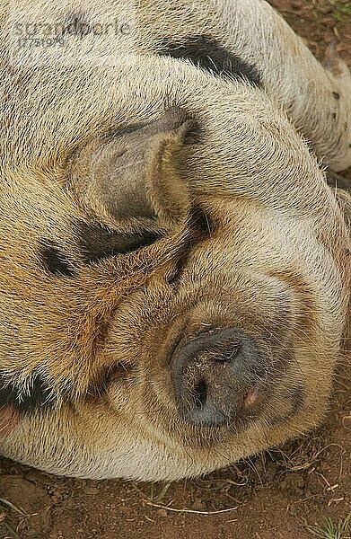 Hausschwein  Kune Kune  erwachsen  schlafend  Nahaufnahme des Kopfes  England  Großbritannien  Europa