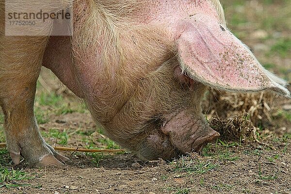 Hausschwein  erwachsen  freilaufend  Fütterung  Nahaufnahme des Kopfes  England  Großbritannien  Europa