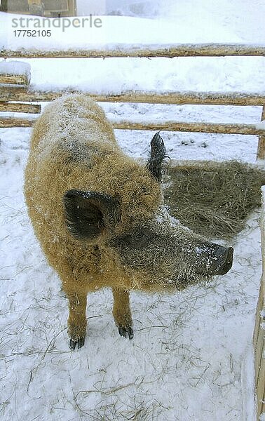 Hausschwein  Mangalitza-Sau  im Schnee stehend  Yllas  Lappland  Finnland  Winter  Europa