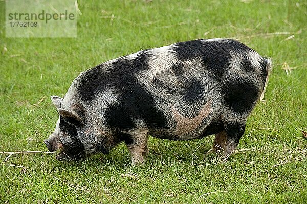 Hausschwein  Kune Kune  erwachsen  grasend  Warwickshire  England  Großbritannien  Europa