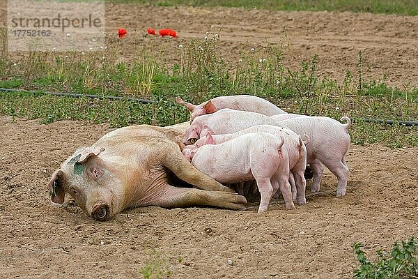 Hausschwein  Large White x Landrasse x Duroc  freilaufende Sau mit Ferkeln  säugend  auf Auslaufeinheit  England  Juni
