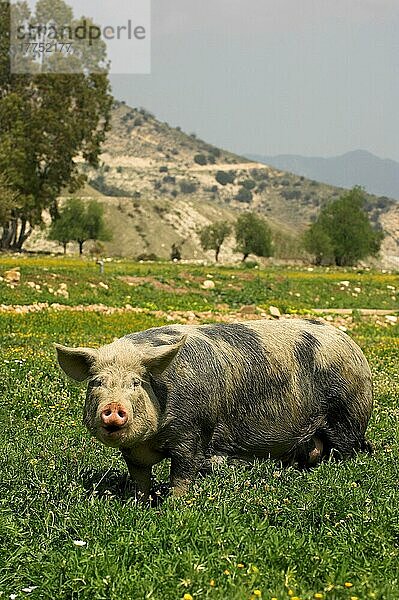 Hausschwein  im Feld stehendes erwachsenes Schwein  Freilandhaltung  Zypern  Europa