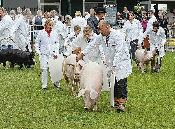 Hausschwein  Besitzer mit Schweinen im Schauring beim Richten  Three Counties Show  England  Großbritannien  Europa