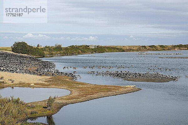 Mit Blick vom Sanctuary Hide bei RSPB Snettisham nach Norden in Richtung Shore Hide. Austernfischer und Graugänse  Schlafplatz bei der Herbsthochwasserflut