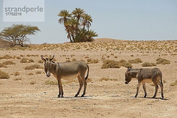 Esel  erwachsenes Weibchen mit Jungtieren  stehend in der Wüste  Sahara  Marokko  Mai  Afrika