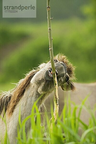 Erwachsenes Konik-Pferd (Equus caballus)  fressend  Weidenrinde abstreifend  im Feuchtgebietsreservat  Oostvaardersplassen  Niederlande  Europa