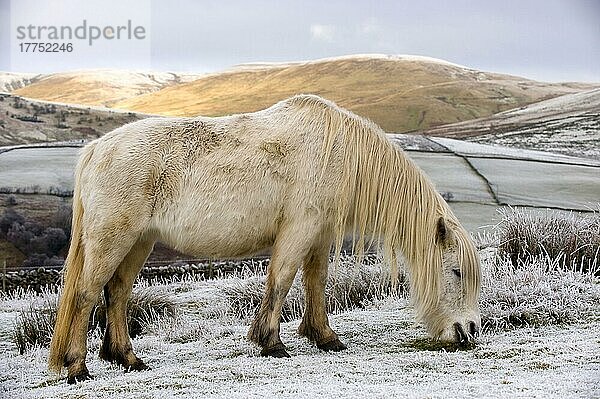 Fell Pony  weißer Erwachsener  grast auf schneebedecktem Moorland  Ravenstonedale  Cumbria  England  Winter