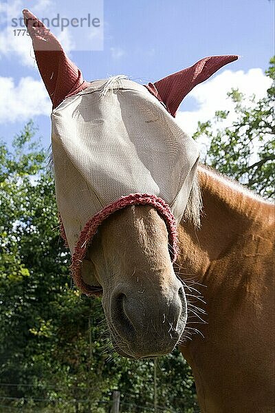Pferd  Erwachsener  trägt Rambo-Schutzfliegenmaske  Nahaufnahme des Kopfes  England  Juli