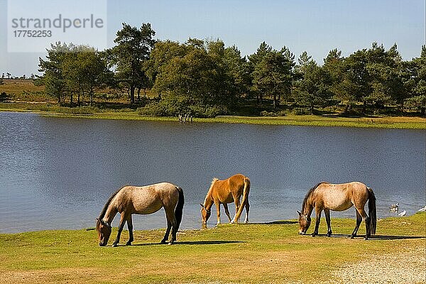 New Forest Pony  drei Erwachsene  grasend am Seeufer  New Forest  Hampshire  England  September