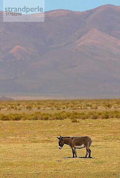 Esel  erwachsen  stehend im Puna-Grasland-Lebensraum  mit Bergen in der Ferne  Salta  Argentinien  Januar  Südamerika