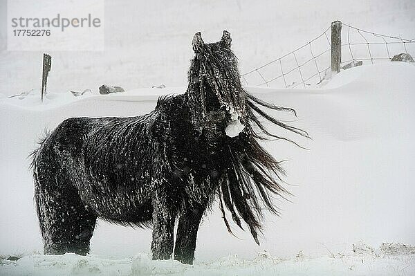 Pferd  Fell Pony  Erwachsener  stehend auf schneebedecktem Moorland während Schneesturm  Cumbria  England  März