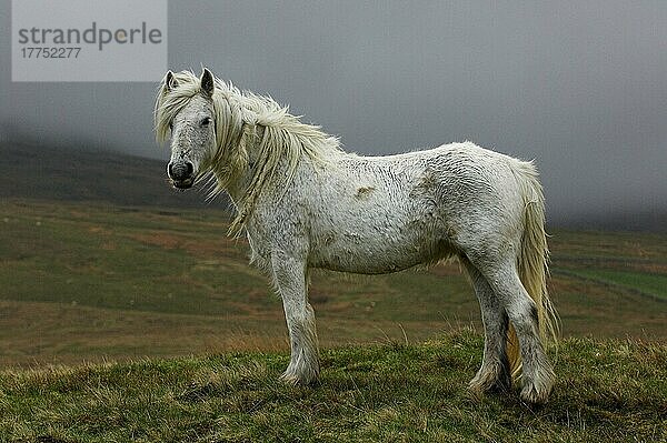 Fell-Pony  weißer Erwachsener  stehend im Moor-Lebensraum  Cumbria  England  Großbritannien  Europa
