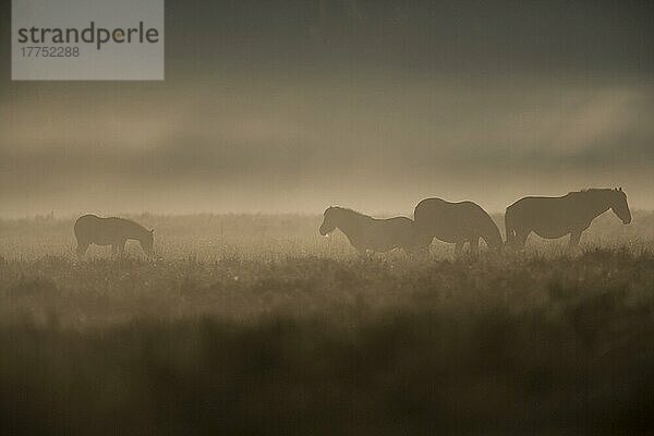 New Forest Pony  vier  Silhouette am nebligen Morgen  New Forest  Hampshire  England  Großbritannien  Europa