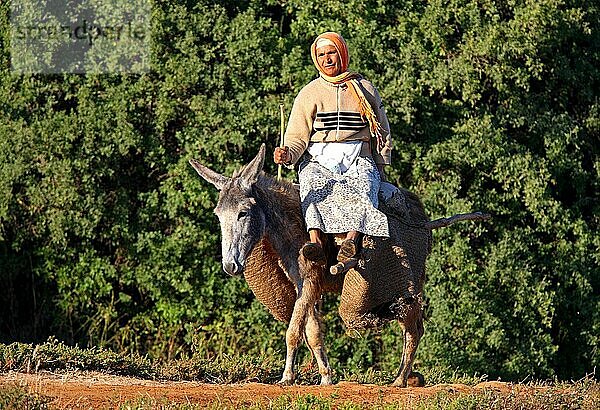 Esel  Erwachsener  Lastenträger und Reiterin  Marokko  darf  Afrika