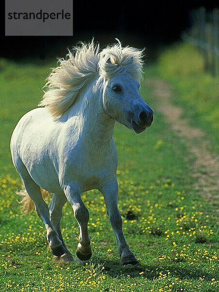 Shetlandpony  erwachsen  im Trab im Paddock mit Butterblumen  Frankreich  Europa