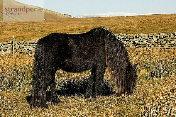 Dales Pony  erwachsen  grasend auf Moorland  Yorkshire  England  Winter