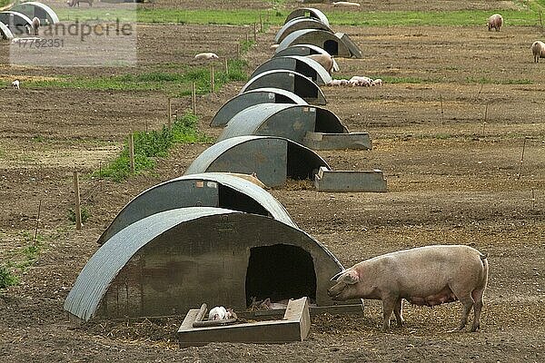 Freilandhaltung von Schweinen im Freien