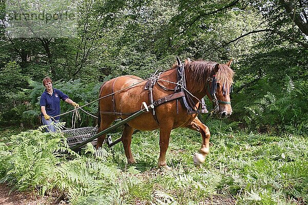 Suffolk Punch  Erwachsener  verwendet für Forstarbeiten  Farnwalzen im Wald  Essex  England  Juli