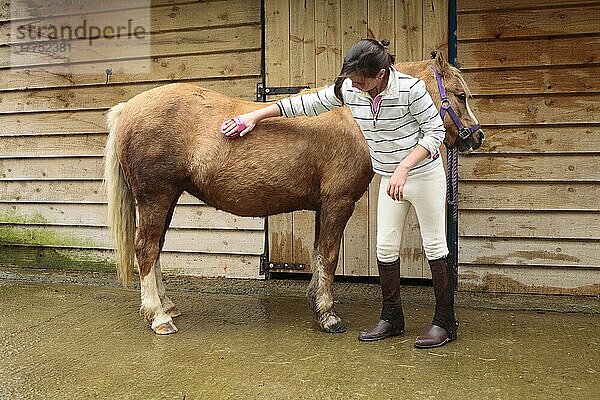 Welsh Pony  mit Mädchenbesitzer-Pflegemantel  Außenställe  Powys  Wales