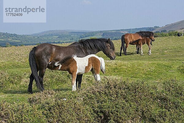 Pferd  Dartmoor-Pony  Stuten und Fohlen  säugend  im Moor stehend  Dartmoor  Devon  England  Juni