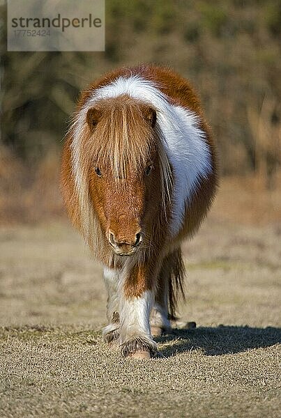 Shetlandpony  erwachsen  wandernd  New Forest  Hampshire  England  Winter