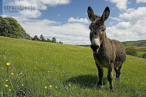 Esel  erwachsen  auf der Weide stehend  Moniaive  Dumfries and Galloway  Schottland  Frühling