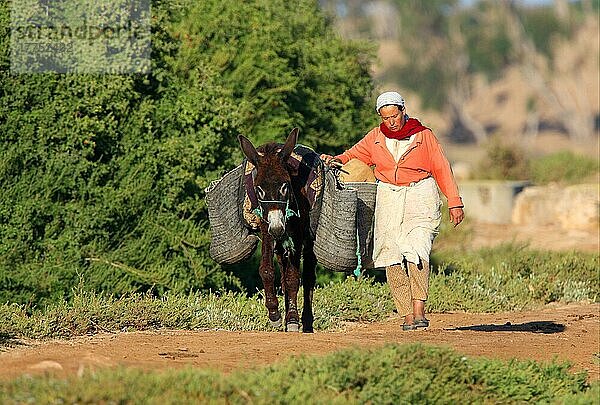 Esel  Erwachsener  Lastenträger  Frau  die neben dem Weg läuft  Marokko  Mai  Afrika