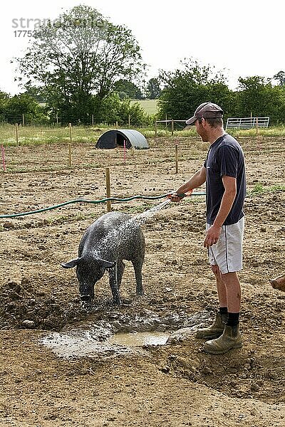 Waschen eines großen schwarzen Schweins