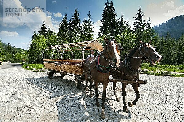 Pferde ziehen Kutsche für Touristen in den Bergen  Tatra-Gebirge  Westkarpaten  Polen  Juni  Europa