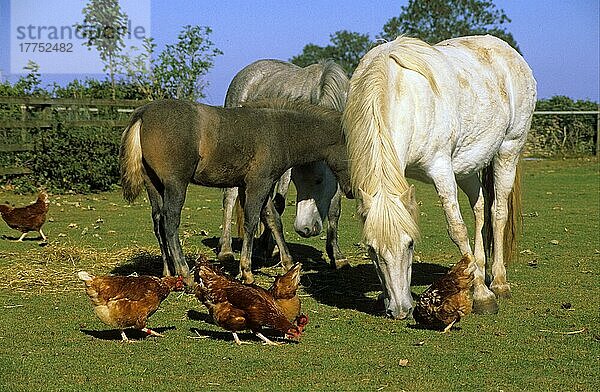 Pferd  Pony  Eriskay-Ponys und Fohlen mit freilaufenden Hennen im Feld