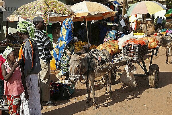 Esel  Erwachsener  zieht Karren auf dem Markt  Gambia  Januar  Afrika