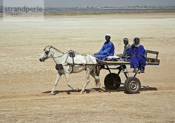 Senegalesische Männer im Charette-Pferdtaxi  Kaolack  Senegal  Januar  Afrika