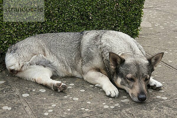 Haushund  schwedischer Vallhund  erwachsene Hündin  Amputierte mit fehlendem Hinterbein  auf Gartenpflaster ruhend  England  August