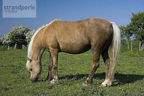 Welsh Mountain Pony  erwachsen  grasend im Paddock  Gower Peninsula  Glamorgan  Wales  Juni