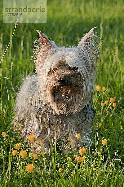 Haushund  Yorkshire Terrier  erwachsen  steht zwischen blühenden Butterblumen auf einer Wiese  West Sussex  England  Mai