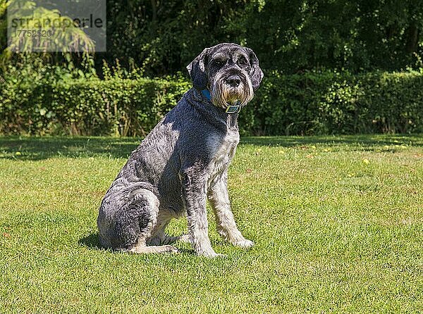 Haushund  Riesenschnauzer  erwachsene Hündin  auf Gras sitzend  Lincolnshire  England  August