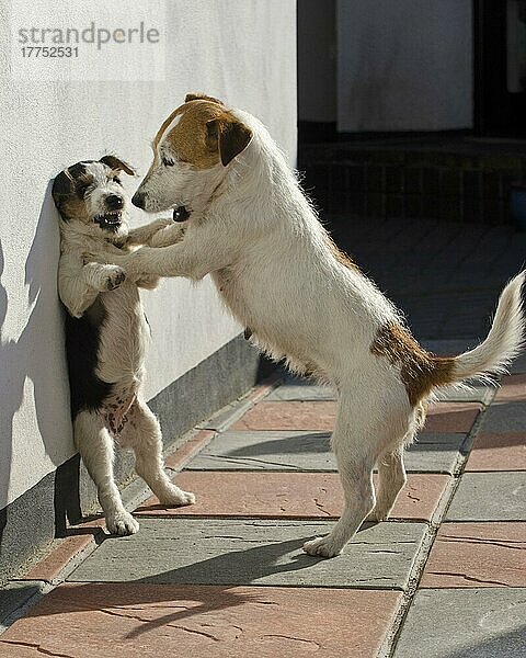 Haushund  Jack Russell Terrier  erwachsene Hündin und Welpe  kämpft gegen die Wand  Devon  England  April