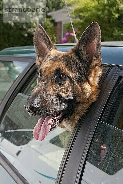 Haushund  Deutscher Schäferhund  mit Kopf aus dem Autofenster  keuchend  England  August