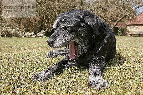 Haushund  Black Labrador Retriever  ältere erwachsene Hündin  fünfzehn Jahre alt  gähnend  im Gras liegend  England  April