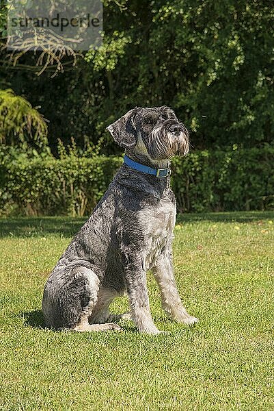 Haushund  Riesenschnauzer  erwachsene Hündin  auf Gras sitzend  Lincolnshire  England  August