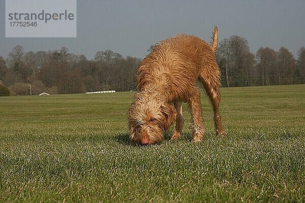 Haushund  Ungarischer Vizsla  drahthaarige Varietät  jugendlich  einjährig  Schnüffelplatz  auf Gras stehend  England  März