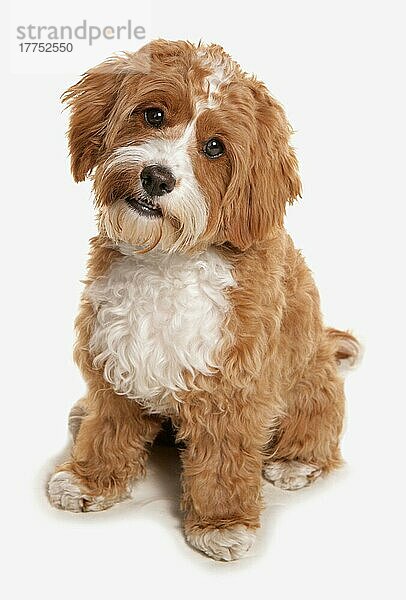 Haushund  Cavapoo (Cavalier King Charles Spaniel x Pudel)  erwachsen  sitzend
