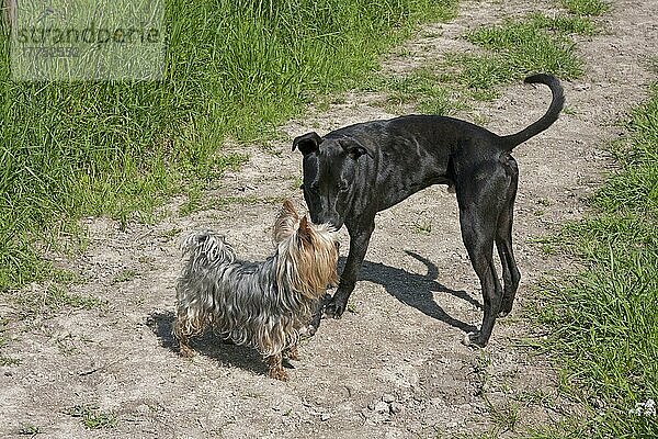 Haushund  Yorkshire Terrier  erwachsen  Treffen Mischling  auf Fährte stehend  West Sussex  England  Juni