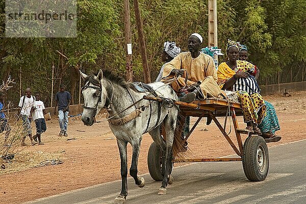 Senegalesische Familie reitet Pferdekutsche  Kaolack  Senegal  Januar  Afrika