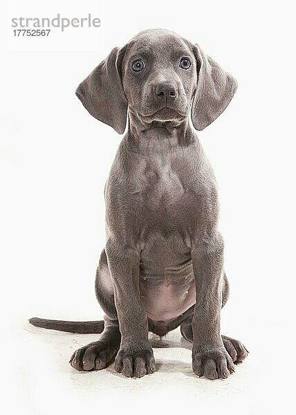 Haushund  Weimaraner  blaue kurzhaarige Varietät  Welpe  sitzend