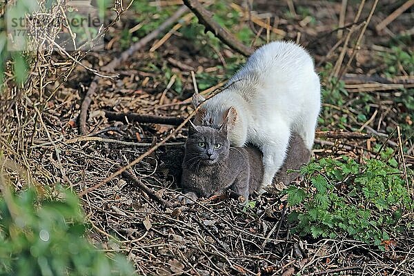 Hauskatze  erwachsenes Paar  Paarung  Thetford  Norfolk  England  März