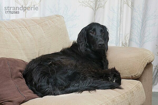 Haushund  Flat-coated Retriever  erwachsen  auf Sofa liegend  England  Dezember